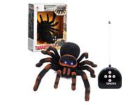 Tarantula_RC_4